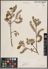 Foto von Salix caprea L.